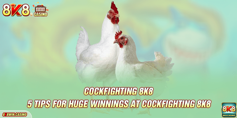 5 tips for huge winnings at 8K8 Cockfighting 