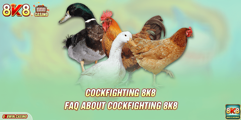 FAQ about 8K8 Cockfighting